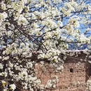 阿坝旅游 缩略图 3