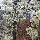 阿坝旅游 缩略图 5