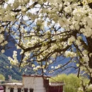 阿坝旅游 缩略图 10