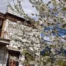 阿坝旅游 缩略图 7