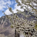 阿坝旅游 缩略图 8