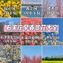石家庄旅游 缩略图 1
