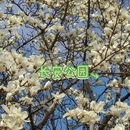 石家庄旅游 缩略图 8