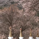 阿坝旅游 缩略图 6