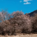 阿坝旅游 缩略图 8