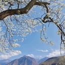 阿坝旅游 缩略图 4