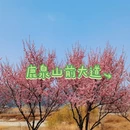 石家庄旅游 缩略图 11