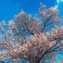 阿坝旅游 缩略图 1