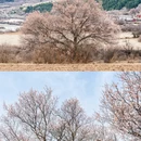 甘孜旅游 缩略图 2