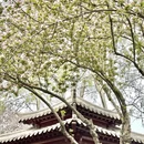 石家庄旅游 缩略图 10