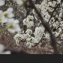 阿坝旅游 缩略图 9