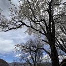 阿坝旅游 缩略图 4