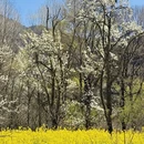 阿坝旅游 缩略图 12