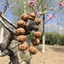 石家庄旅游 缩略图 5