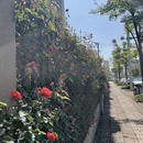 成都旅游 缩略图 14