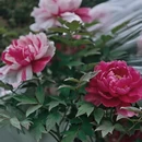 苏州旅游 缩略图 2