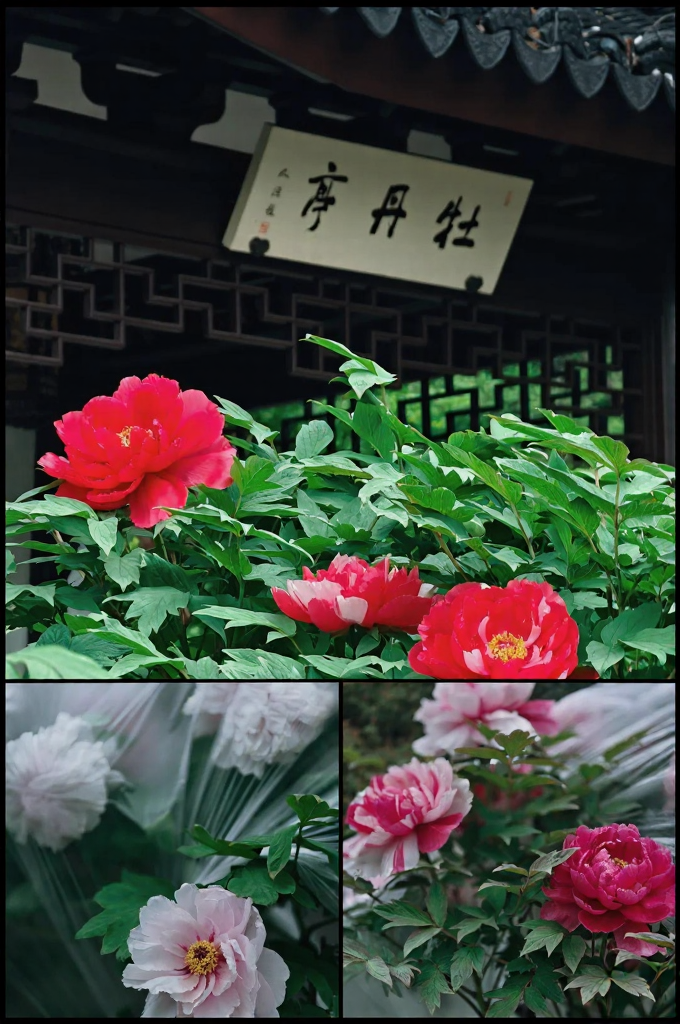 苏州旅游