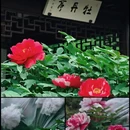 苏州旅游 缩略图 1