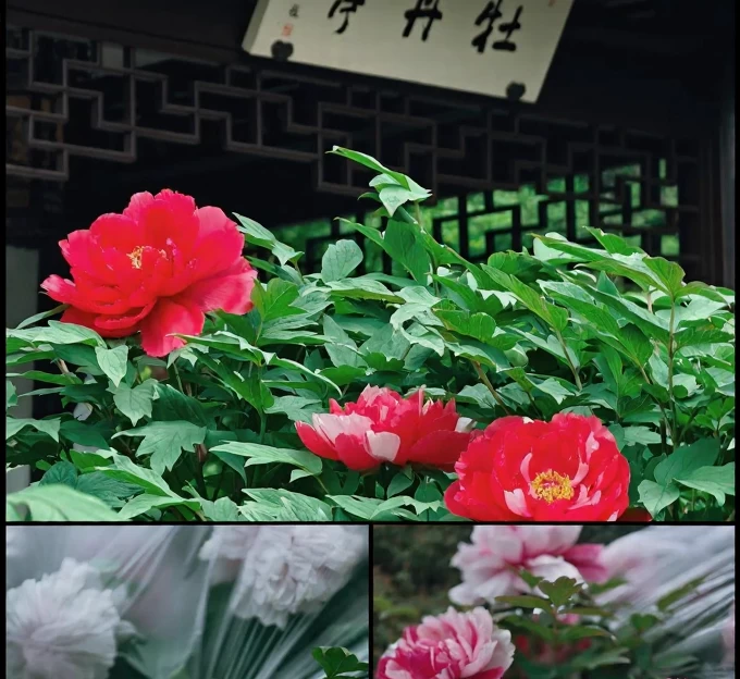 苏州旅游 1