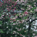 苏州旅游 缩略图 10