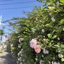 成都旅游 缩略图 15