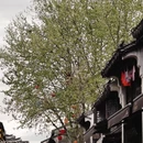 湖州旅游 缩略图 6
