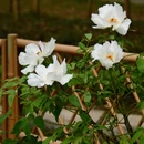 南京旅游 缩略图 3
