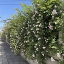 成都旅游 缩略图 7