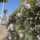 成都旅游 缩略图 11