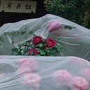 苏州旅游 缩略图 7