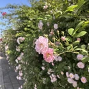 成都旅游 缩略图 3