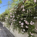 成都旅游 缩略图 9