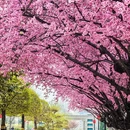 石家庄旅游 缩略图 1
