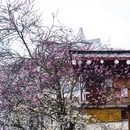 阿坝旅游 缩略图 9