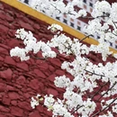 阿坝旅游 缩略图 2
