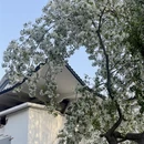 石家庄旅游 缩略图 9
