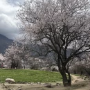 林芝旅游 缩略图 7