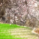 林芝旅游 缩略图 10