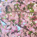 青岛旅游 缩略图 7