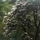 林芝旅游 缩略图 13