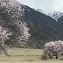 林芝旅游 缩略图 12