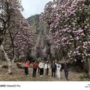 林芝旅游 缩略图 18