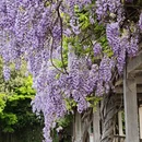 杭州旅游 缩略图 14
