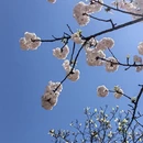 上海旅游 缩略图 7