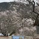 林芝旅游 缩略图 11