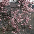 林芝旅游 缩略图 5