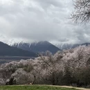 林芝旅游 缩略图 6