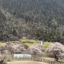 林芝旅游 缩略图 13