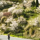上海旅游 缩略图 1