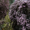 林芝旅游 缩略图 7